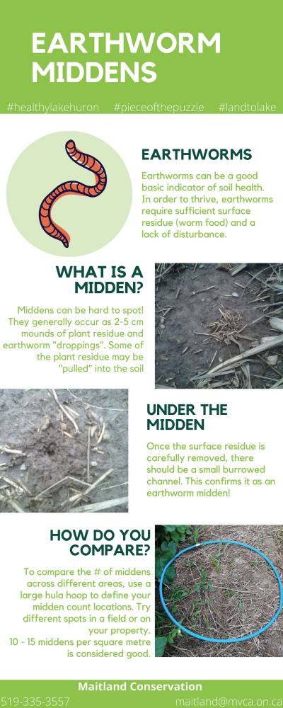 Earthworm middens - they are good for soil health and water quality