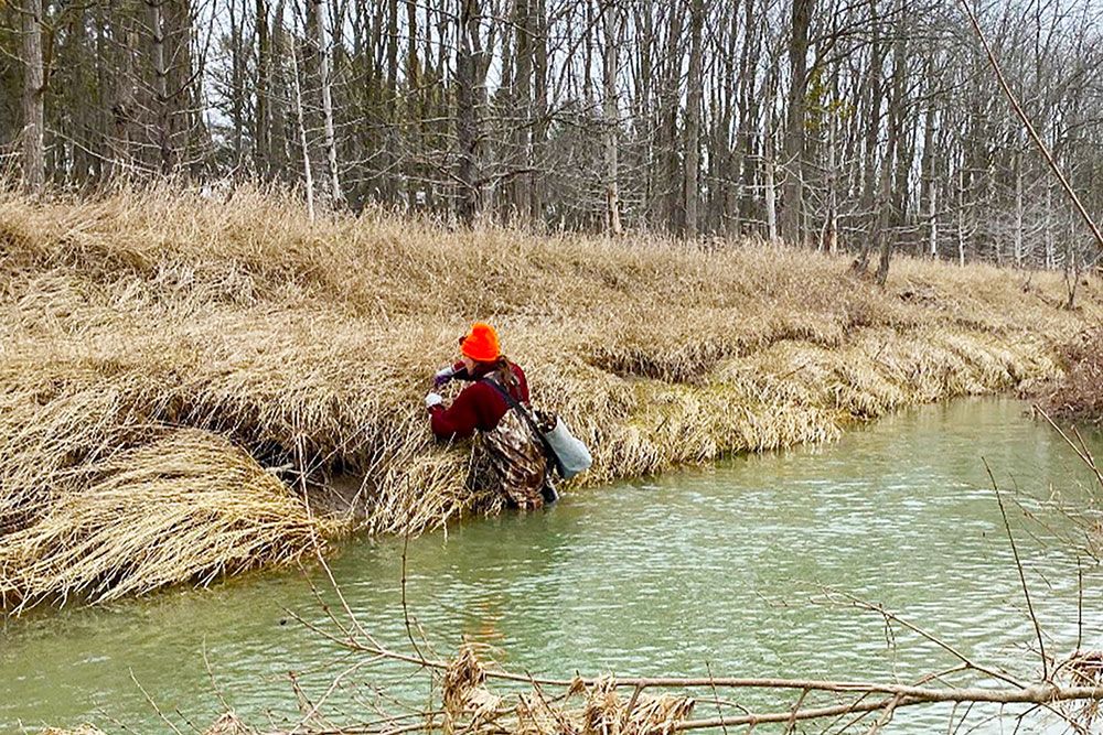 Photo of Maitland Valley Conservation Authority (MVCA) staff livestaking along river in the 18 Mile Watershed.