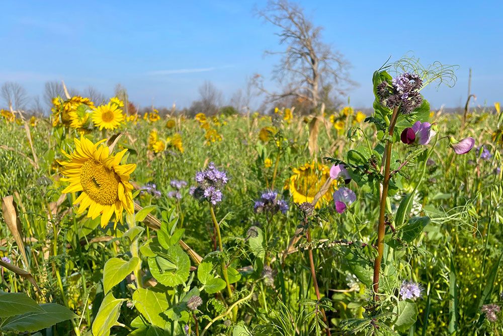 Cover_Crops_1000_px_1.jpg