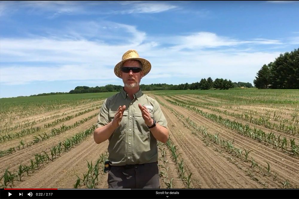 Cover_Crops_in_60_inch_corn_Web.jpg