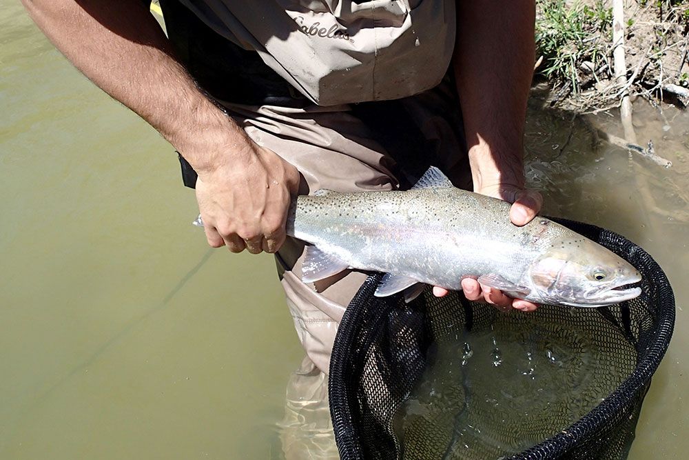 The concern of the community combined with an agency response is helping to protect Rainbow Trout in St. Joseph and area.