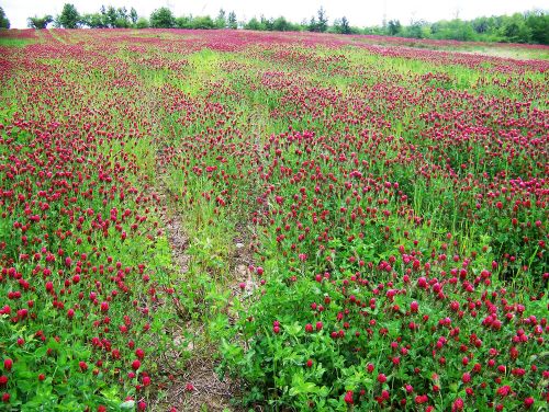 Multi-species_Cover_Crop_Huron.jpg