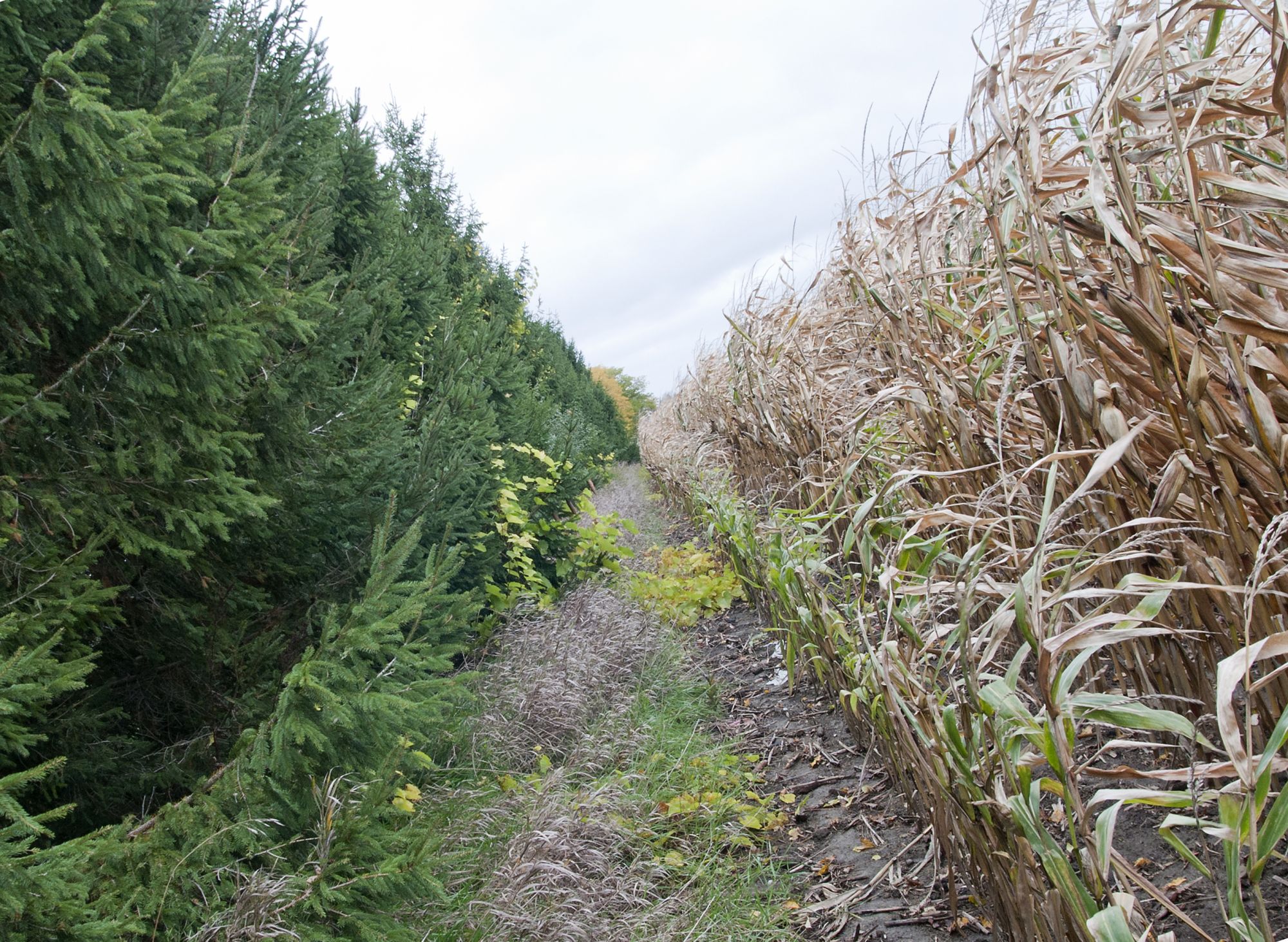 There are four places you might consider planting trees.